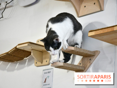 Koneko Work : le café coworking pour travailler en compagnie des chats - DSC 5262