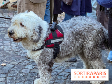La Marche des animaux à Paris : défilé gratuit, ouvert aux chiens, chats ... sur les Champs-Élysées - IMG 5516