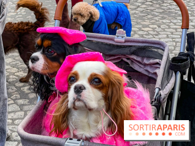 La Marche des animaux à Paris : défilé gratuit, ouvert aux chiens, chats ... sur les Champs-Élysées - IMG 5610