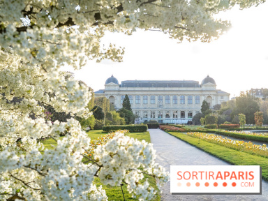 Les floraisons exceptionnelles du Jardin des Plantes 2026 : tulipes, coquelicots et cerisiers - photos