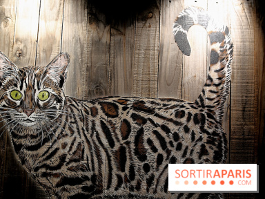 Chacun cherche son chat, nos photos de l'expo à Fluctuart - Expo Chat 11