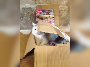 Café des Chats Bastille