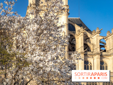 Paris : le printemps prend de l'avance : 6 spots d'arbres en fleurs à découvrir en ce moment