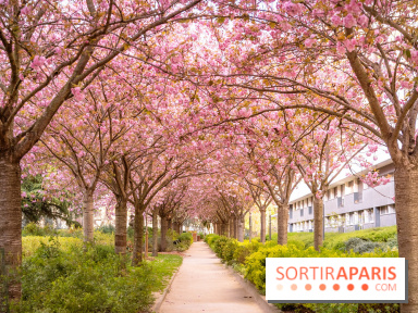La Mail de Bièvre et ses cerisiers en fleurs, le spot Hanami caché à Paris