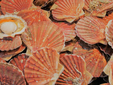 La Grande Débarque, dégustations gratuites de coquilles Saint-Jacques à Paris et plateaux à gagner