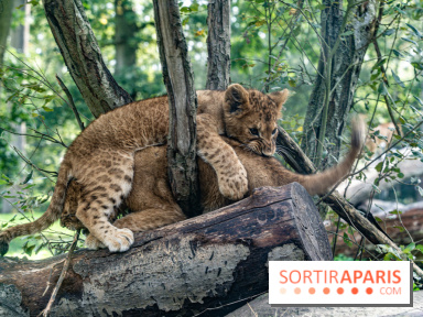 Carnet rose au Zoo de Thoiry (78) : deux bébés lionnes pointent le bout de leur nez
