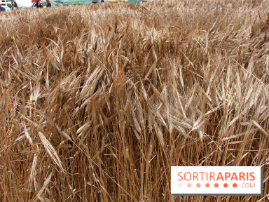 Gad Weil installe son Champ de Blés Place Vendôme