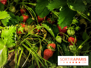Cueillettes des fraises autour de Paris