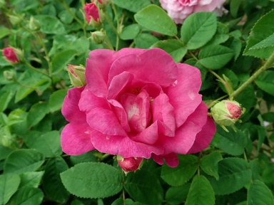 La Rose de Provins
