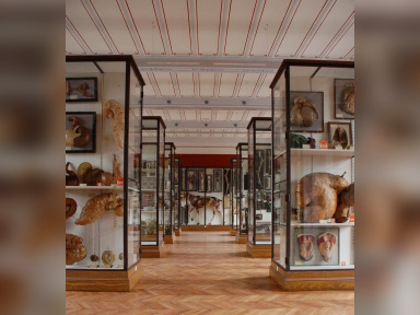 Insolite : Le Musée Fragonard de l'école vétérinaire de Maisons-Alfort