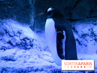 Les Manchots de l'Aquarium Sea Life