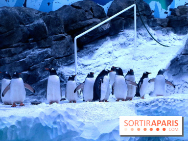 Les Manchots de l'Aquarium Sea Life