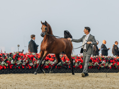 Championnat du monde du cheval arabe 2026 : les plus beaux chevaux du monde au Grand Palais à Paris