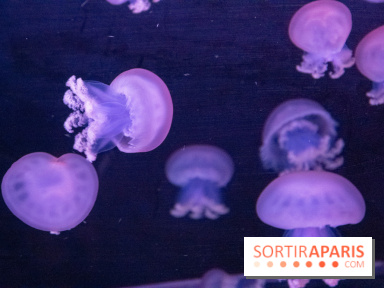 L'Aquarium de Paris ouvre son Médusarium
