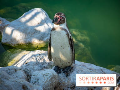 Parrot World, le parc animalier immersif d'Île-de-France