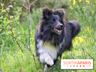 Deux boutiques éphémères Royal Canin dédiées aux chiens et aux chats ont ouvert à Paris