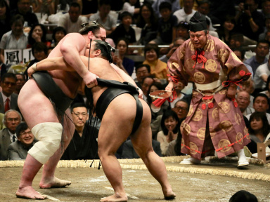 sumo