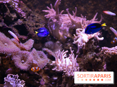 Vacances de Pâques 2019 à Sea Life Paris : invitations