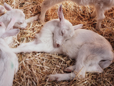 les Bergeries d'Issy