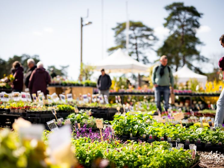 Les journées des plantes & Art  - journes des plantes  fontainebleau 2025 i samedi 29 mars 2025 54425853222 o