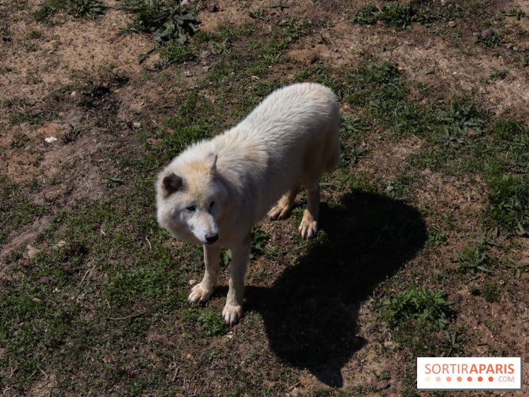 Zoo de Thoiry 2023 - Loup arctique