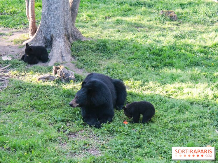 Les tanières du zoo de Thoiry 2023 - Ours