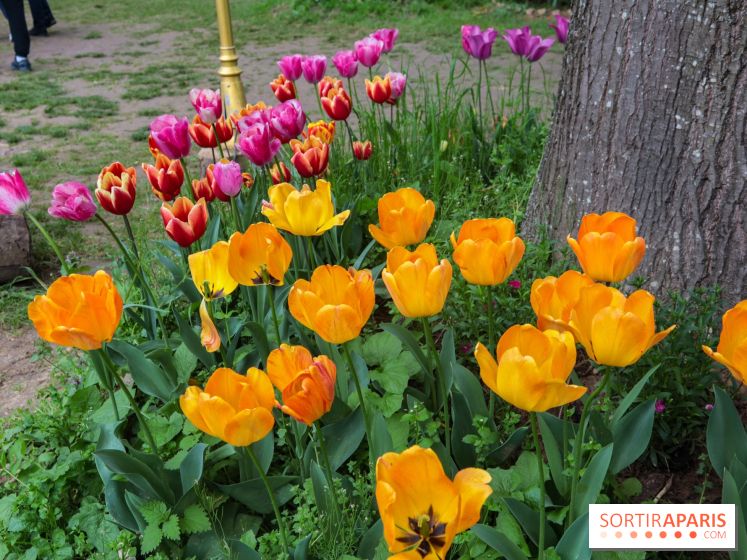 Wat Thammapatip Inrernational : la pagode bouddhiste et sa street food thaï, à Moissy-Cramayel - 99FD4B48 6186 4387 98E1 8653B6C21110