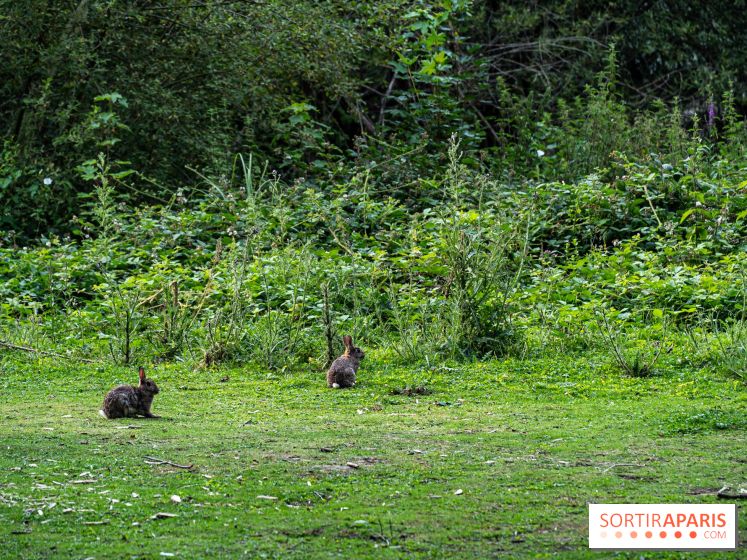Base de loisirs de Saint-Quentin-en-Yvelines - Ile de loisirs de Trappes - activités