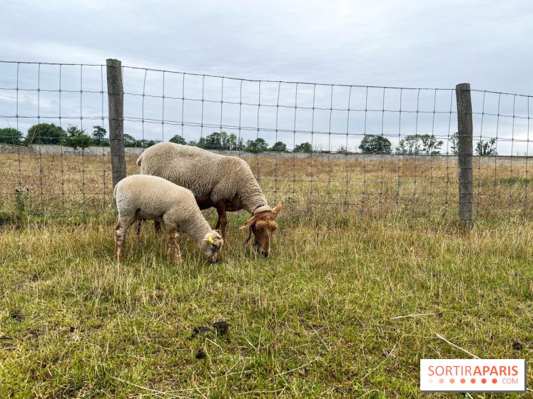 La ferme de Saint-Cyr l'Ecole - image00043