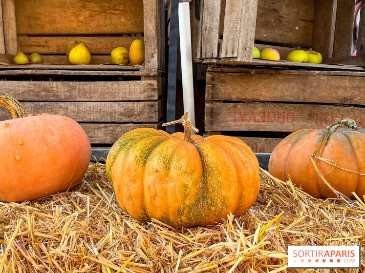 Automne au Potager du Roi - Citrouilles - Halloween