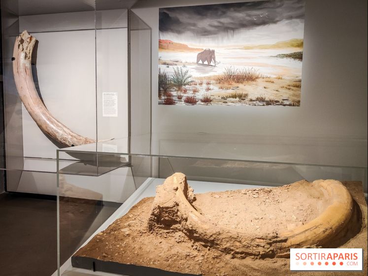 Dans la Seine : une expo de la Crypte archéologique dévoile les objets retrouvés dans la Seine  - IMG20240130101744