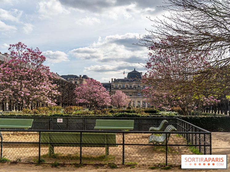 Les magnolias du Jardin du Palais Royal