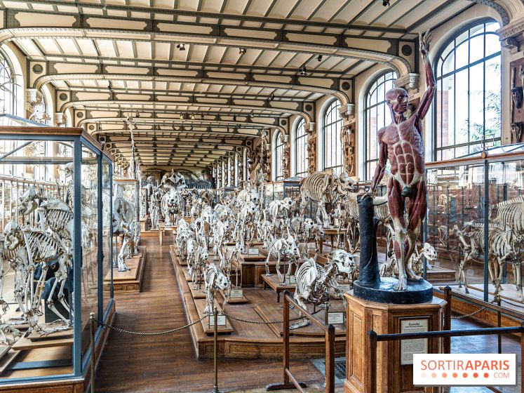 La Galerie de Paléontologie et d'Anatomie comparée du Muséum au Jardin des Plantes -  A7C7488