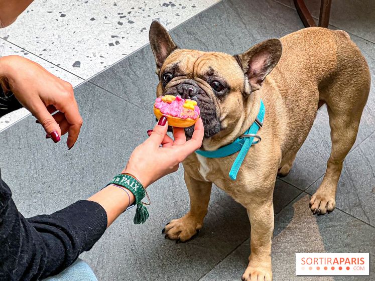 Le Doggy Brunch : le brunch gourmand entre chiens et maîtres à l'hôtel Kimpton Saint Honoré Paris - image00065