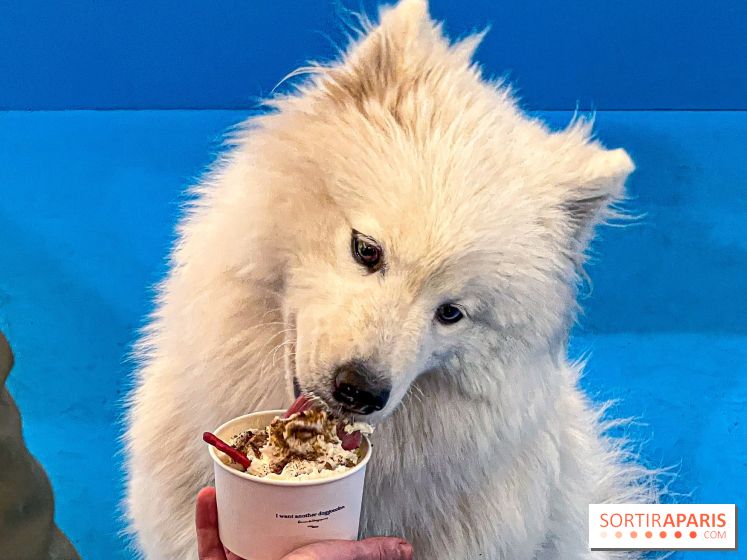 Je T'aime Comme Un Chien : food, mode, déco ... une expo qui a du chien au Bon Marché Rive Gauche