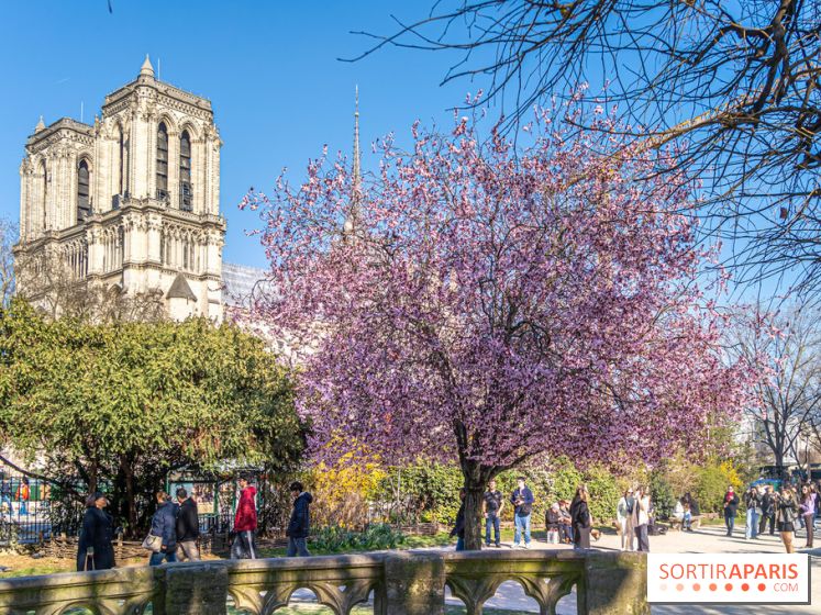 Le Square Viviani devant Notre-Dame de Paris