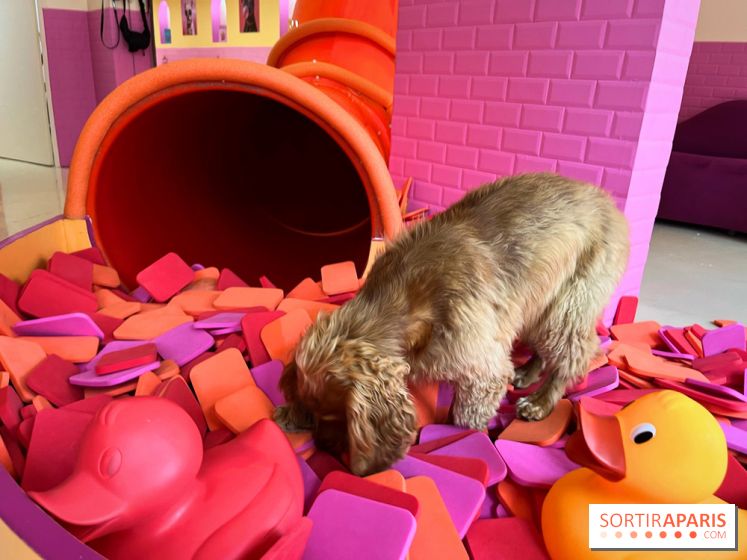 Patapwouf, le spot cani-friendly de Saint-Ouen - nos photos - 039E98EA 14EC 4A45 835B A43C1DA1FDC6