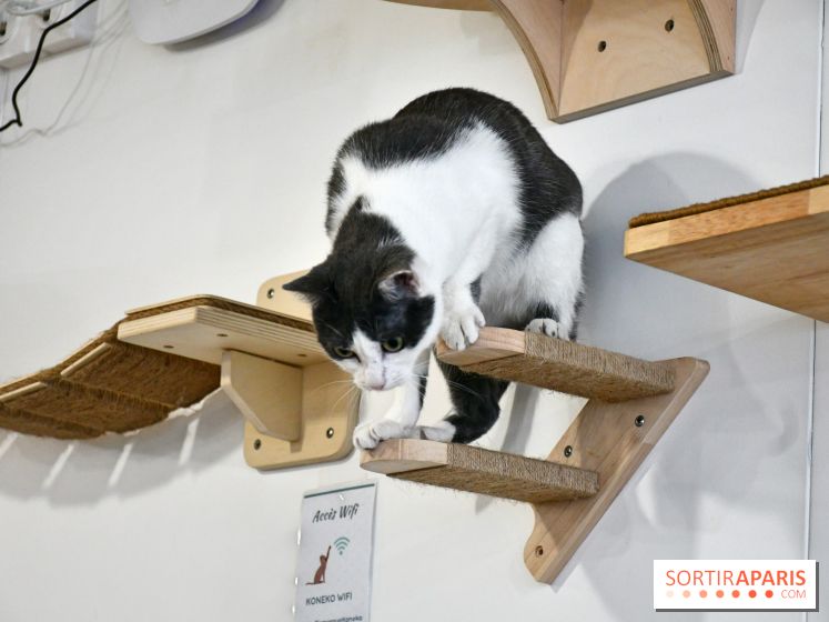 Koneko Work : le café coworking pour travailler en compagnie des chats - DSC 5262