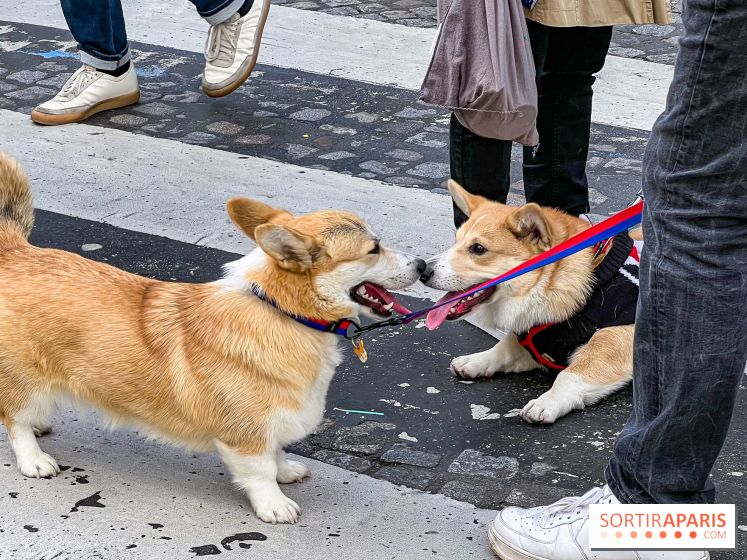 La Marche des animaux à Paris : défilé gratuit, ouvert aux chiens, chats ... sur les Champs-Élysées - IMG 5187
