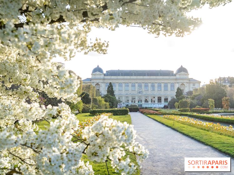 Les floraisons exceptionnelles du Jardin des Plantes 2026 : tulipes, coquelicots et cerisiers - photos