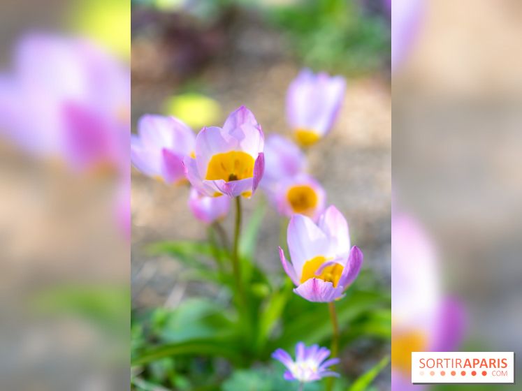 Le Parc de Bagatelle au printemps, cerisier, tulipes et jonquilles - photos