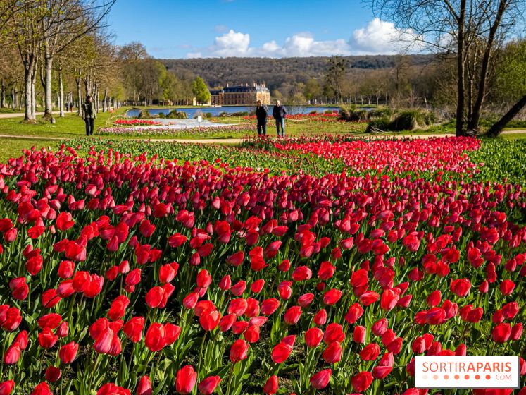 Les tulipes du Château de Dampierre, son jardin anglais et le jardin Le Nôtre - IMG 2883