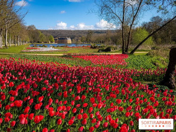 Les tulipes du Château de Dampierre, son jardin anglais et le jardin Le Nôtre - IMG 2884