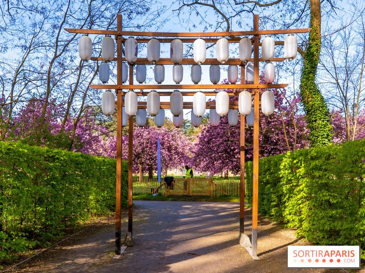 Hanami au Parc de Sceaux 2026, les cerisiers en fleurs et ses  animations