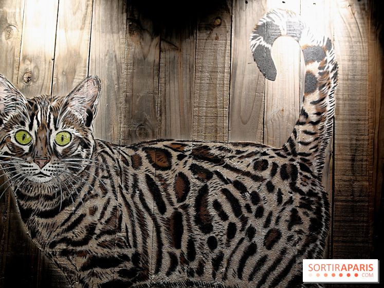 Chacun cherche son chat, nos photos de l'expo à Fluctuart - Expo Chat 11