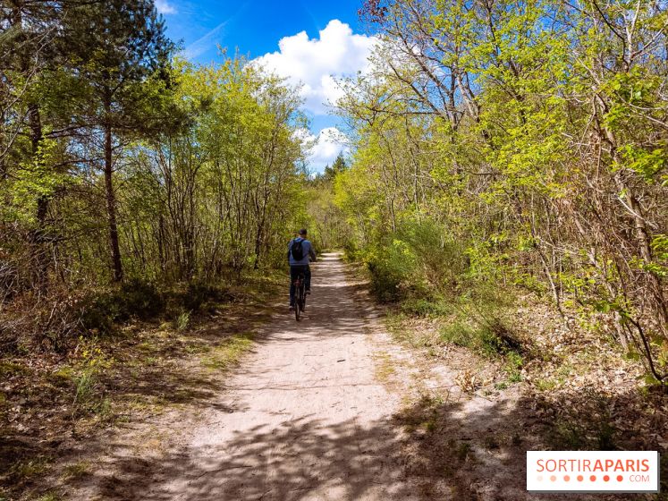 Liaisons douces à Fontainebleau : la forêt à vélo, les photos