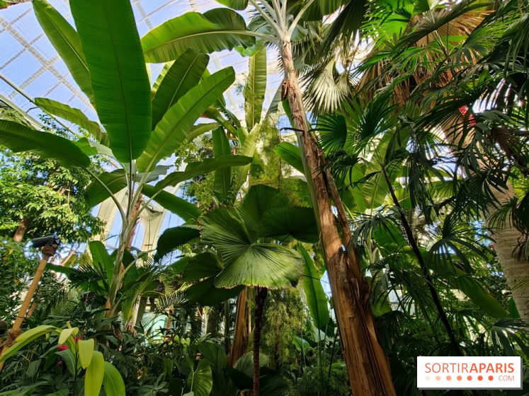 Automne tropical 2026