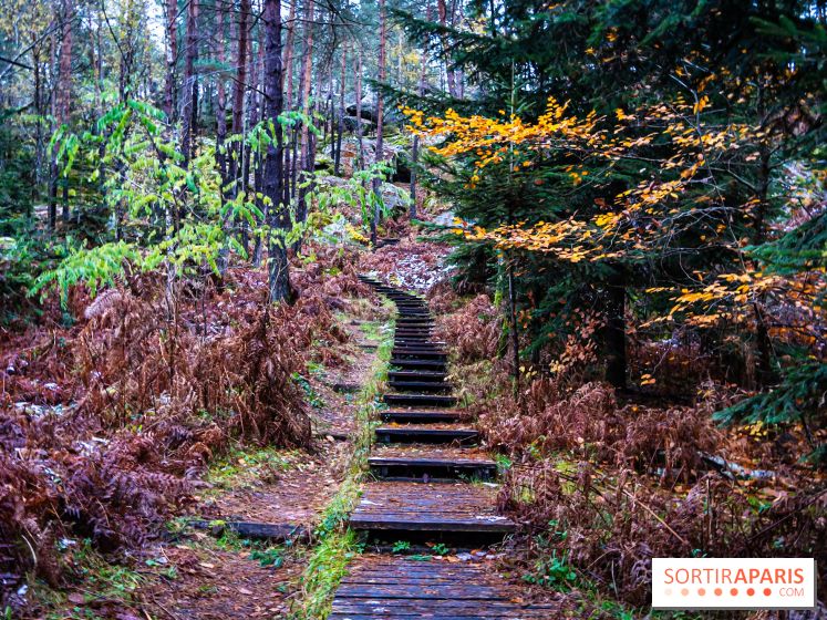 Journée internationale des forêts 2025 : des visites guidées gratuites en forêt de Fontainebleau