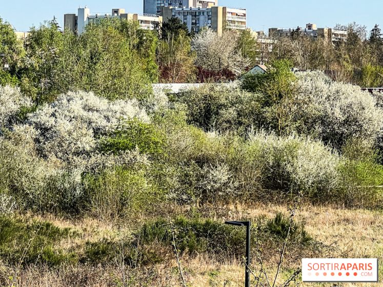 Allergies aux pollens en Ile-de-France : nouveau bulletin, causes et recommandations 