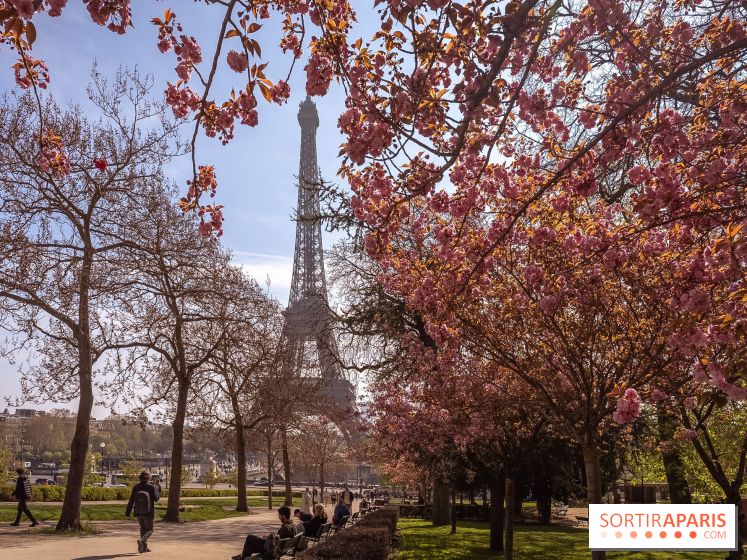 Les cerisiers du Trocadéro fleurissent avec de l'avance